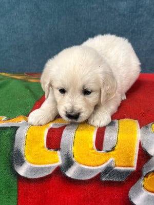 Les chiots de Golden Retriever