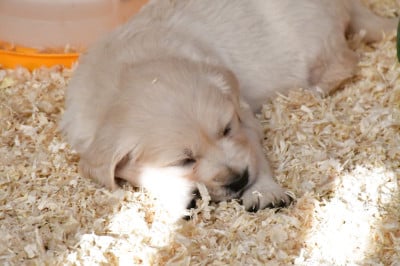 Les chiots de Golden Retriever