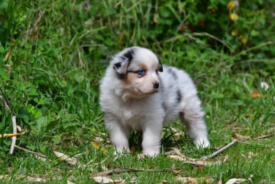 Les chiots de Berger Australien