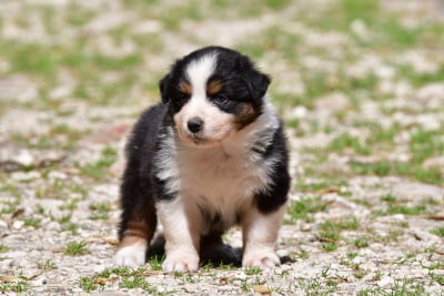 Les chiots de Berger Australien