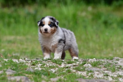 Les chiots de Berger Australien