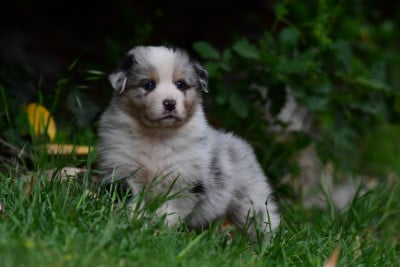 Les chiots de Berger Australien