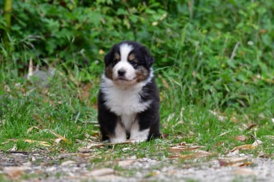 Les chiots de Berger Australien