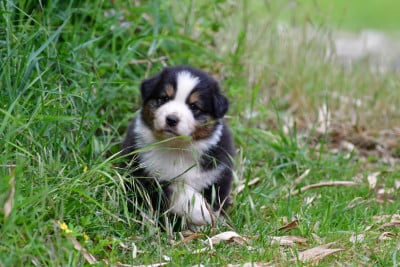 Les chiots de Berger Australien