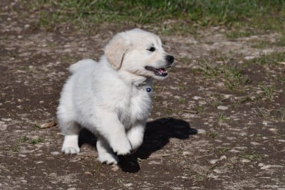 Les chiots de Golden Retriever