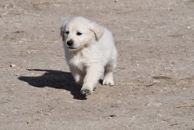 Les chiots de Golden Retriever