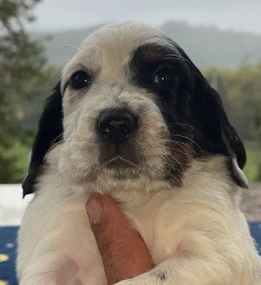 Les chiots de Setter Anglais