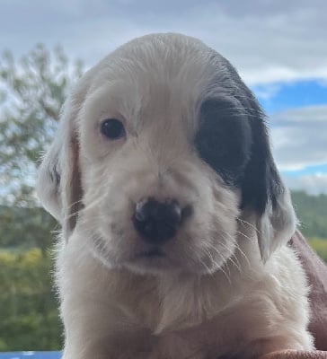 Les chiots de Setter Anglais