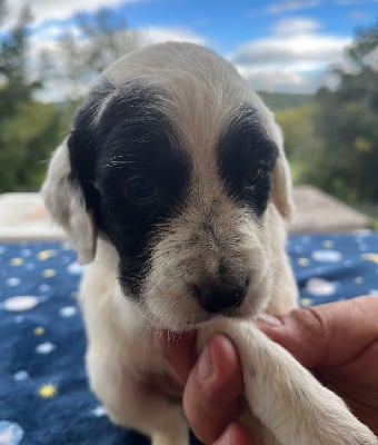Les chiots de Setter Anglais