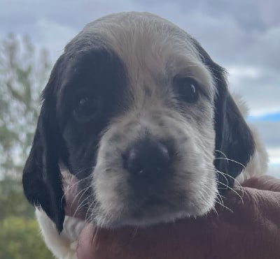 Les chiots de Setter Anglais