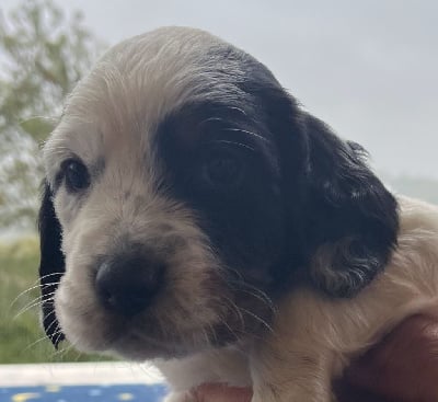 Les chiots de Setter Anglais