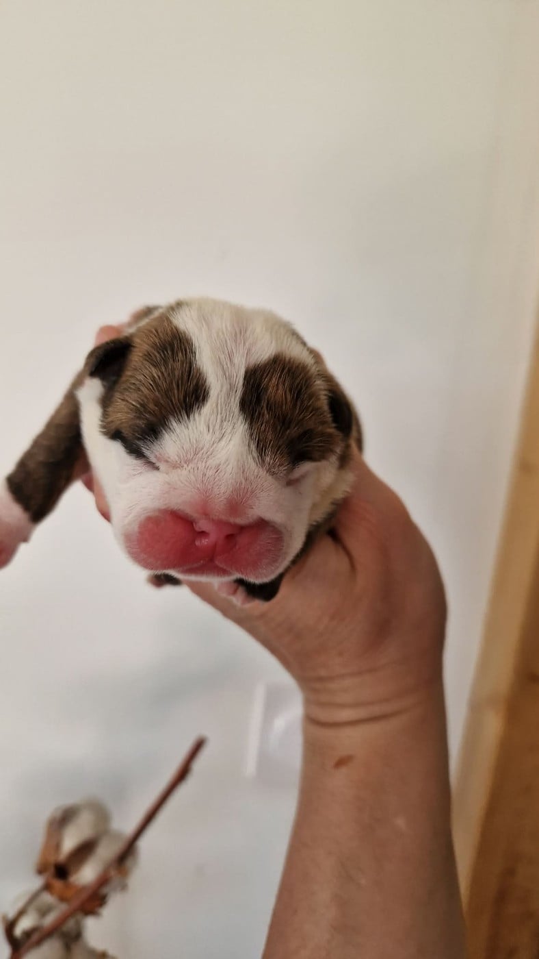 FEMELLE 1 - Bulldog Anglais
