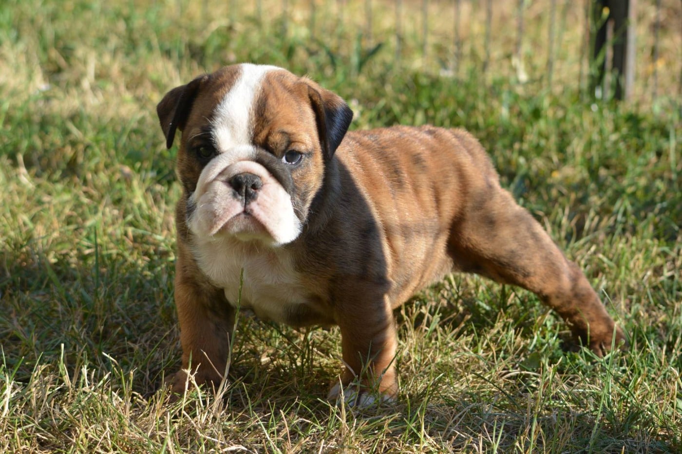 Femelle pt gd