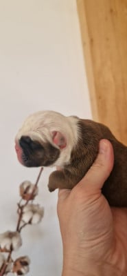 Mâle 1 - Bulldog Anglais