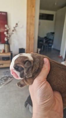Mâle 2 - Bulldog Anglais