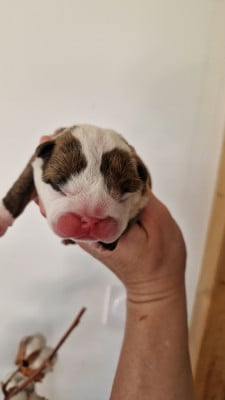 FEMELLE 1 - Bulldog Anglais