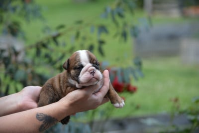Les chiots de Bulldog Anglais