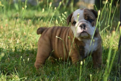 Les chiots de Bulldog Anglais