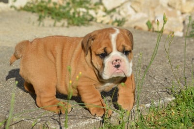 Les chiots de Bulldog Anglais