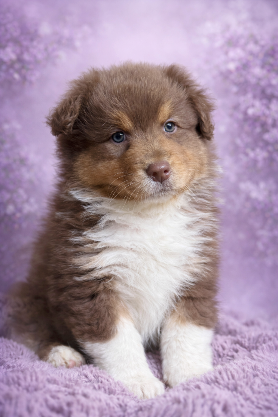 Mâle rouge tricolore 2 - Berger Australien