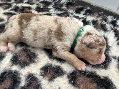 Les chiots de Berger Australien