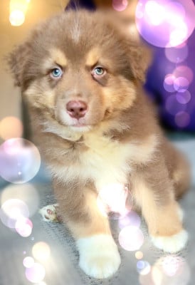 Les chiots de Berger Australien