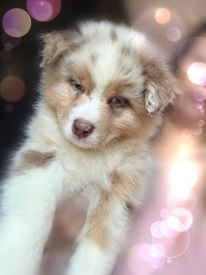 Les chiots de Berger Australien