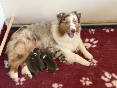 Les chiots de Berger Australien