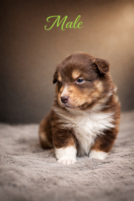 Les chiots de Berger Australien