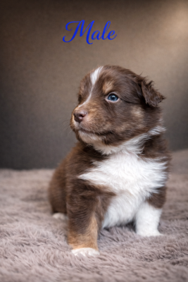 Les chiots de Berger Australien