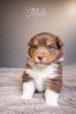 Les chiots de Berger Australien