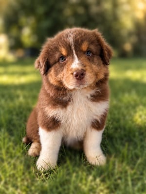 Les chiots de Berger Australien
