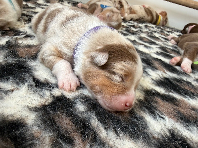 Les chiots de Berger Australien