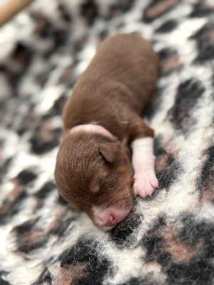 Les chiots de Berger Australien