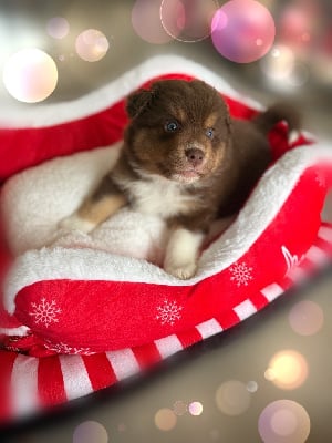 Les chiots de Berger Australien