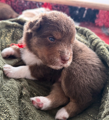 Les chiots de Berger Australien