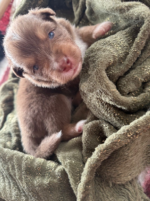 Les chiots de Berger Australien