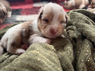 Les chiots de Berger Australien