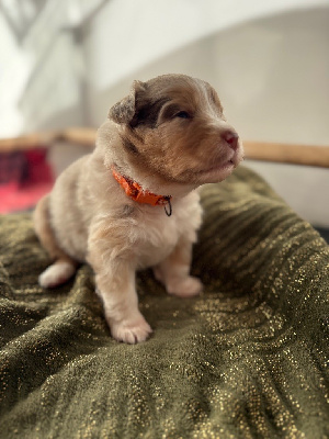 Les chiots de Berger Australien