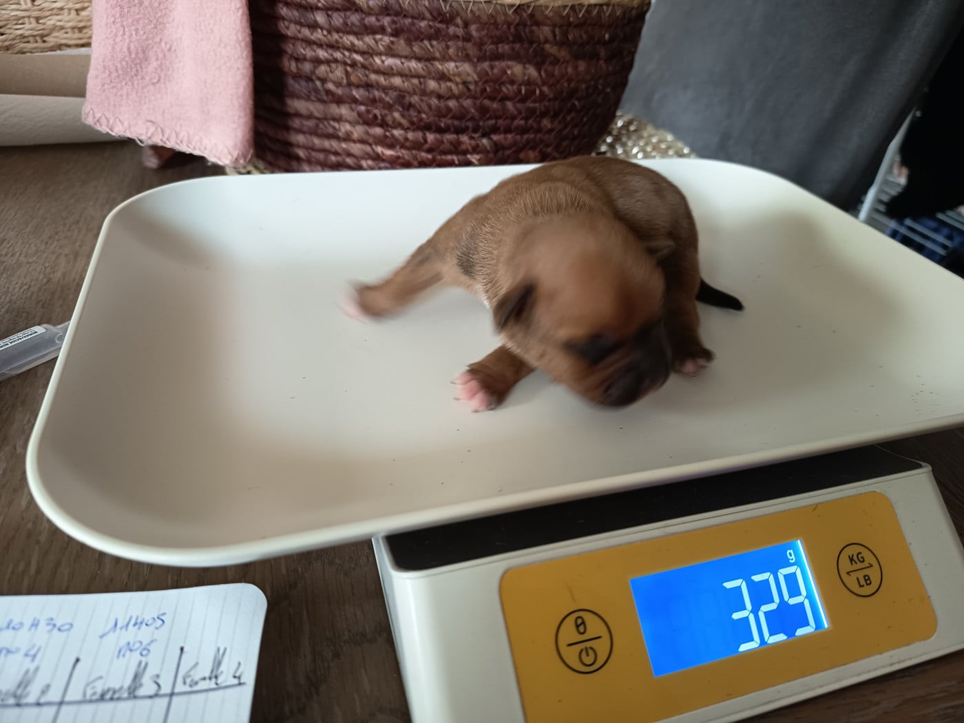 A définir - Staffordshire Bull Terrier