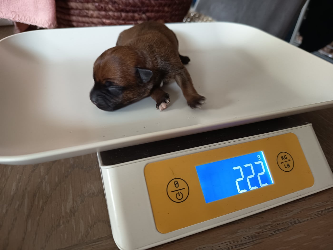 A définir - Staffordshire Bull Terrier