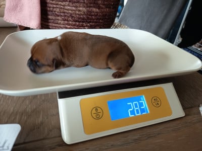 Les chiots de Staffordshire Bull Terrier