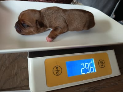 Les chiots de Staffordshire Bull Terrier