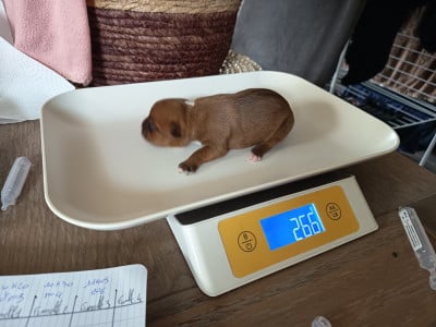 Les chiots de Staffordshire Bull Terrier