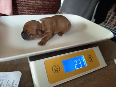 Les chiots de Staffordshire Bull Terrier