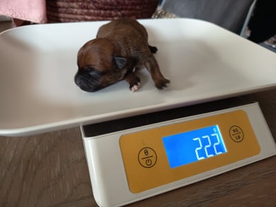 Les chiots de Staffordshire Bull Terrier