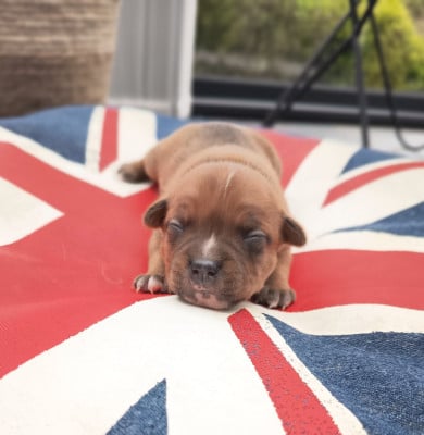 Les chiots de Staffordshire Bull Terrier