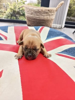 Les chiots de Staffordshire Bull Terrier