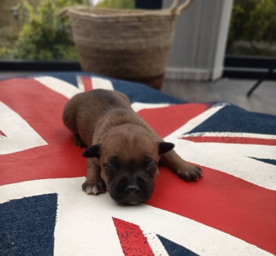 Les chiots de Staffordshire Bull Terrier