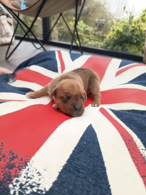 Les chiots de Staffordshire Bull Terrier